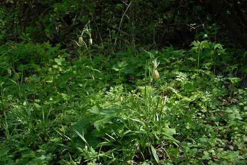 看看我长白山里的“宝贝”