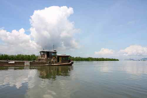 不一样的深圳湾，不一样的红树林：鸟儿的天堂