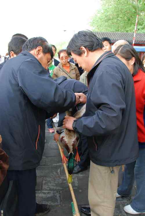 颐和园鸟人：绿头鸭蒙难获救记