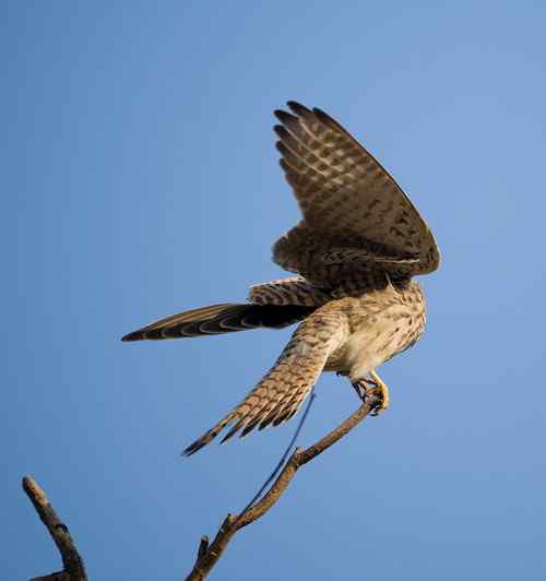 请版主帮助确认是红隼还是黄爪隼