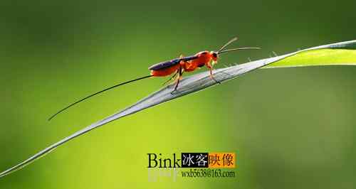 冰客的昆虫世界作品