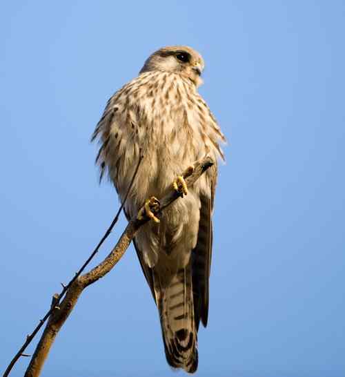 请版主帮助确认是红隼还是黄爪隼