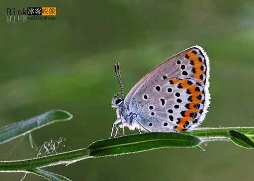 冰客的昆虫世界作品
