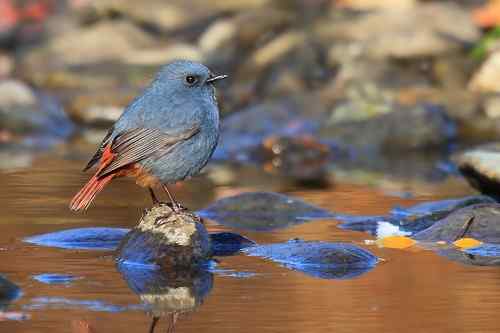 蓝色的鸟儿——红尾水鸲