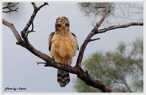 蛇雕 大冠鹫【组图】