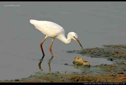 让人担忧的鹭鸟生存环境