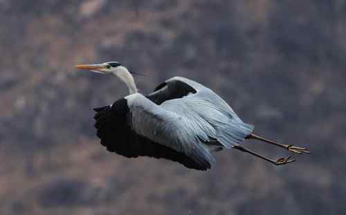 一只逝去的苍鹭