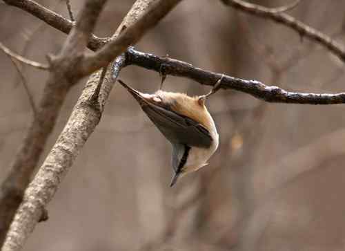 看看我长白山里的“宝贝”