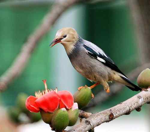 身残志坚的鸟坚强