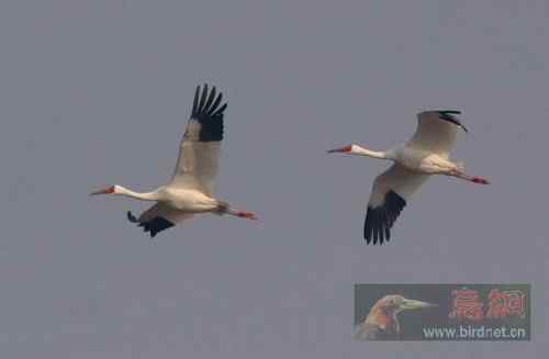 春的使者--白鹤 辽河三角洲湿地