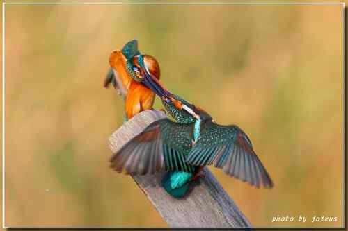 上天掉下來的禮物