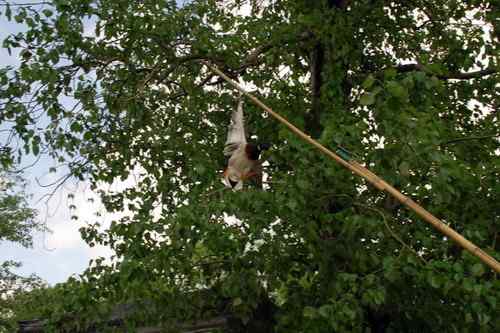 颐和园鸟人：绿头鸭蒙难获救记