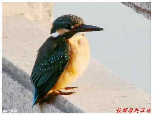 济南鸟人抢救小翠