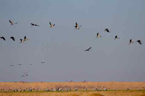 河南拍鸟之郑州版