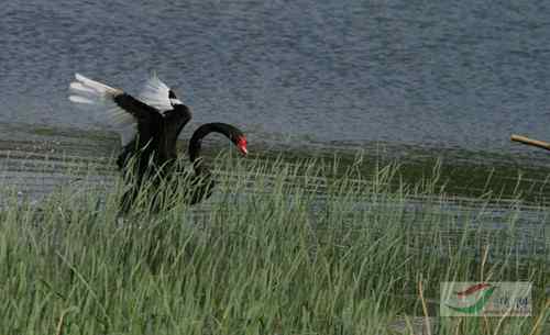 圆明园黑天鹅与工作人员展开搏斗