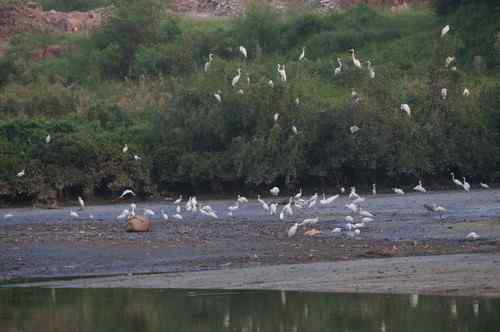呼吁：珍惜深圳另一个“红树林”
