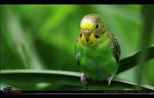 野外遇到虎皮鹦鹉