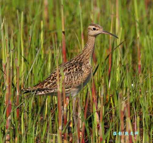 长喙英姿  各种杓鹬