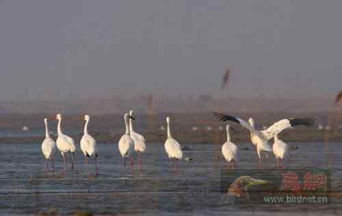 春的使者  白鹤 辽河三角洲湿地