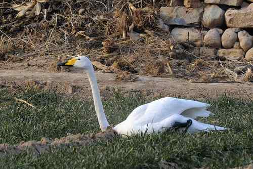 赏鹅却伤鹅:目睹了一只天鹅的受伤 赏鹅却伤鹅:目睹了一只天鹅的受伤