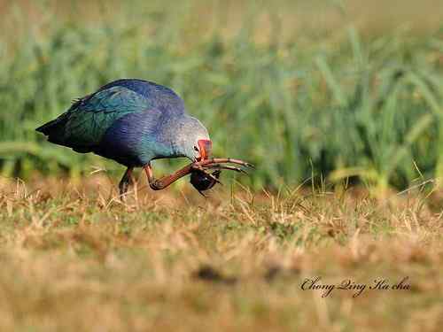 2010紫水鸡 重庆咔嚓作品