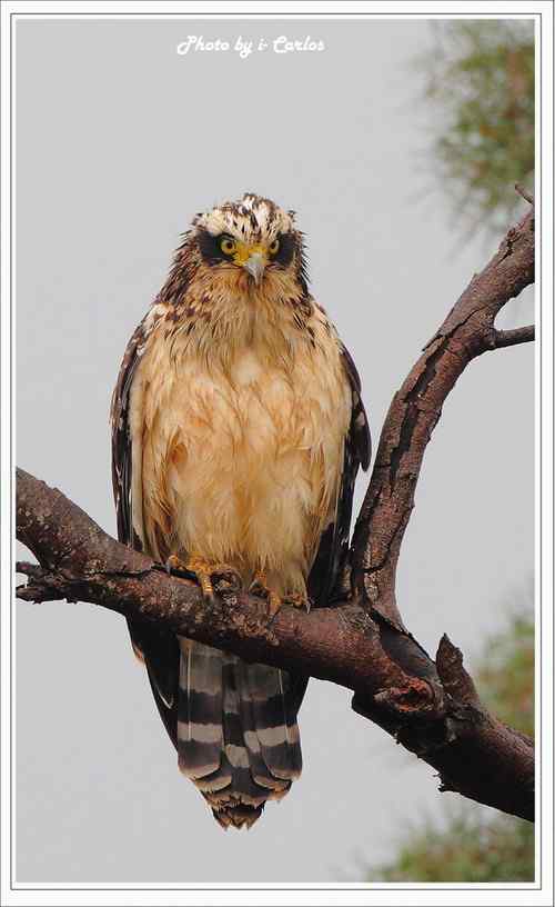 蛇雕 大冠鹫【组图】