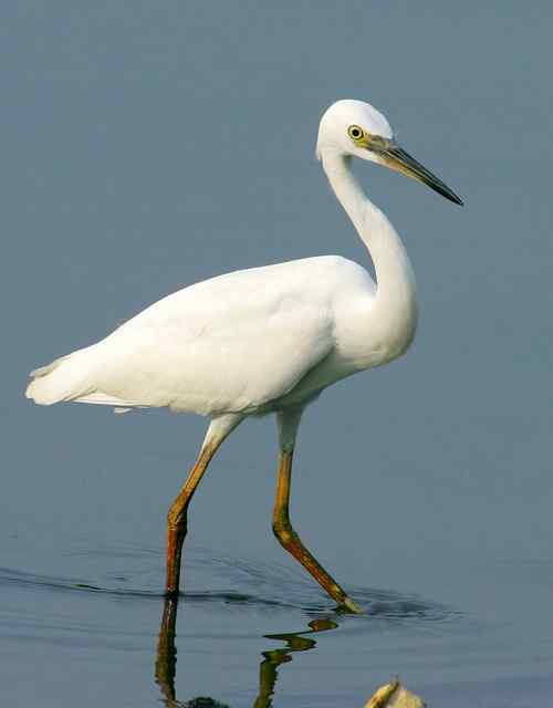 让人担忧的鹭鸟生存环境