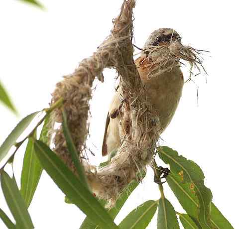愤怒与感叹：毁坏鸟巢