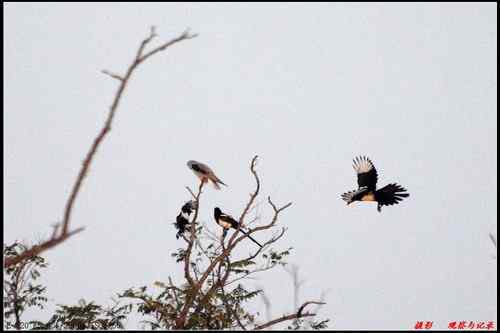 艰难生存的黑翅鸢
