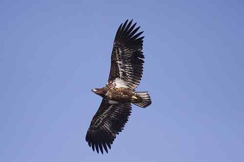 龙王庙死鸟事件初步调查