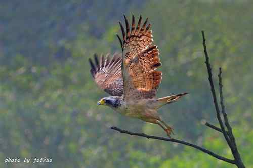 飛行及展翅之美
