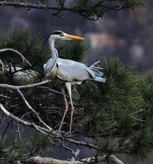 一只逝去的苍鹭