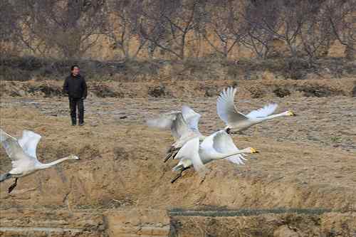 赏鹅却伤鹅:目睹了一只天鹅的受伤 赏鹅却伤鹅:目睹了一只天鹅的受伤