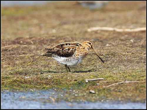 请教鸟名：沙锥,扇尾沙锥还是针尾沙锥？