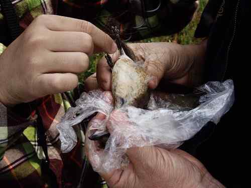 小小鸟人在行动 解救被困小鸟