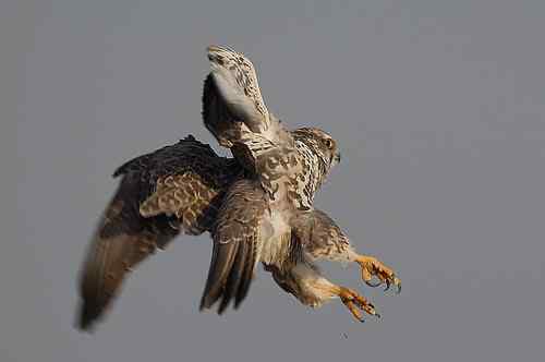 猎隼的刚劲、勇猛、可爱