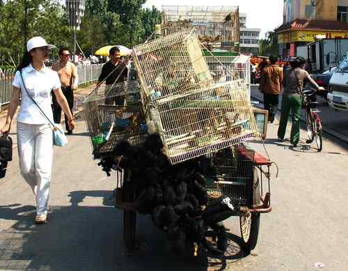 这些年干的这些(护鸟爱鸟)事 这些年干的这些(护鸟爱鸟)事