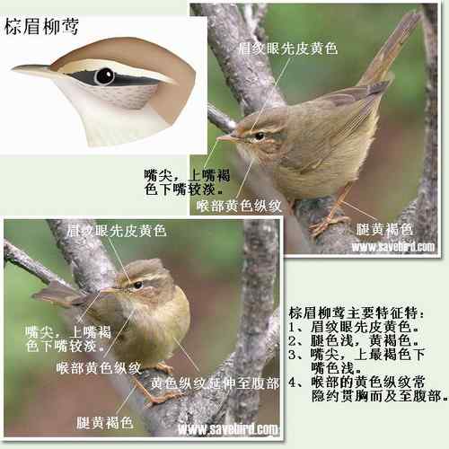 巨嘴柳莺和棕眉柳莺的区别