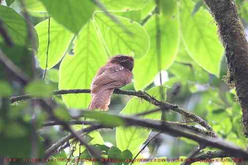 鸟与史料——蚊母(普通夜鹰)