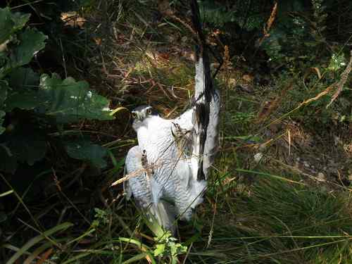 这些年干的这些(护鸟爱鸟)事 这些年干的这些(护鸟爱鸟)事