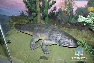 鱼石螈和总鳍鱼登陆