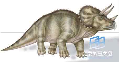 鸟类是现代的恐龙