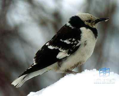 动物通讯信号的实际用途