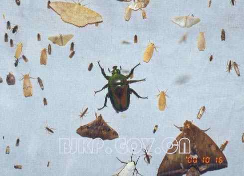 昆虫的种类与分类