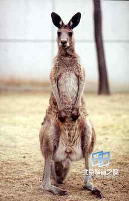 哺乳动物的兴起