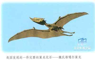 飞翔的古爬行动物