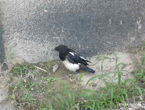 “创意市集”与一只小喜鹊