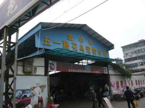 一个自由5块钱 白腰文鸟 一个自由5块钱 白腰文鸟