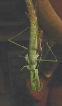 螳螂的羽化
