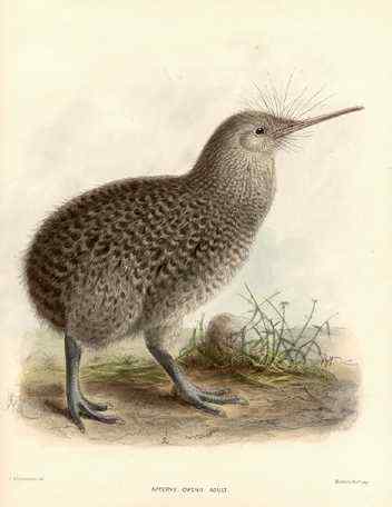 小斑几维鸟(图)欣赏